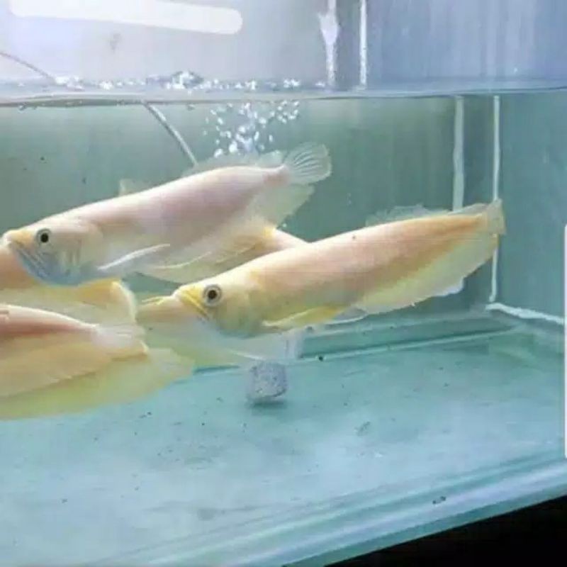 IKAN HIAS ARWANA SILVER ALBINO AROWANA