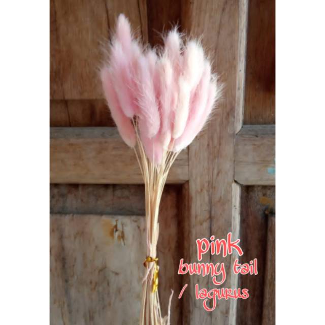 Lagurus / bunny tail pink