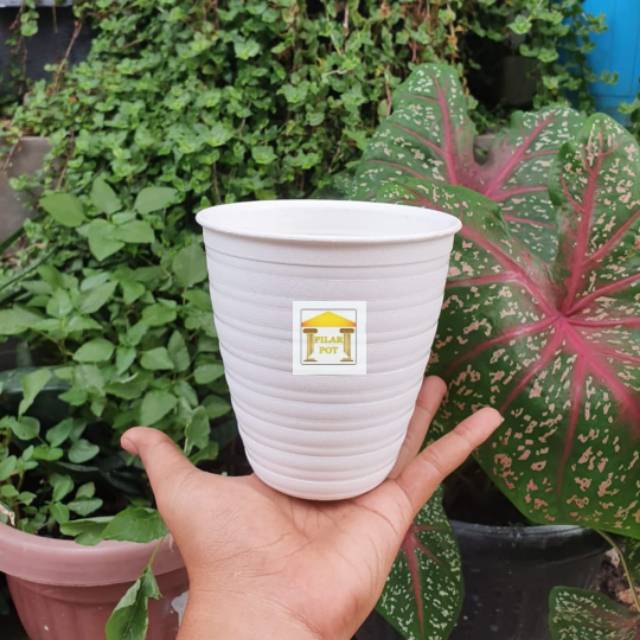 pot bunga tanaman tawon putih tinggi (pirus) 12cm - mini