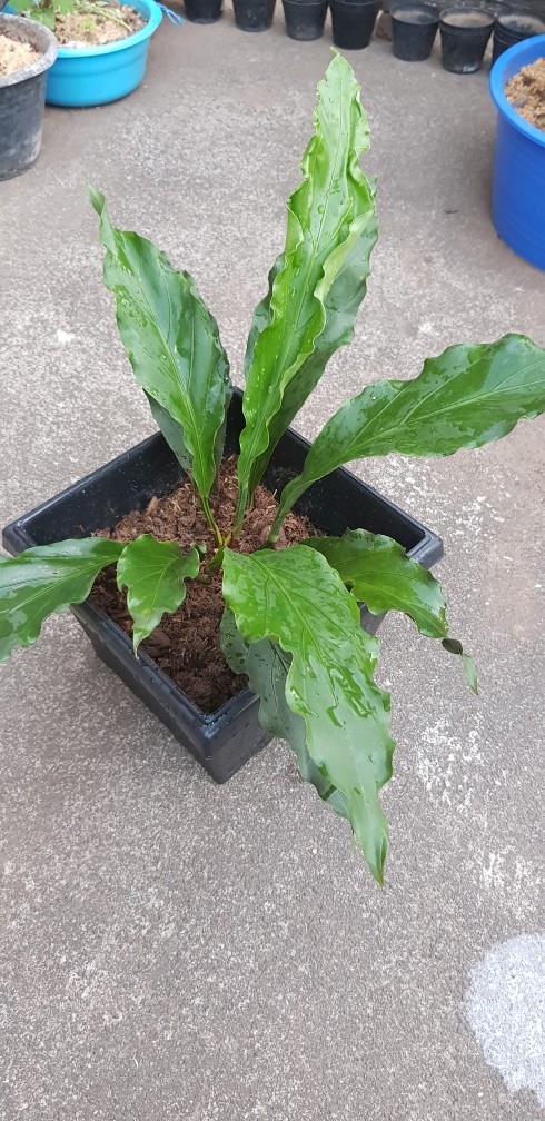 Tanaman Hias Antorium Gelombang Cinta/bibit Tanamn Antorium