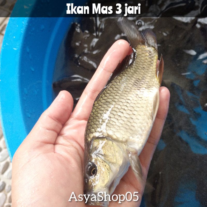BIBIT IKAN MAS LOKAL / IKAN MAS KONSUMSI 3 JARI