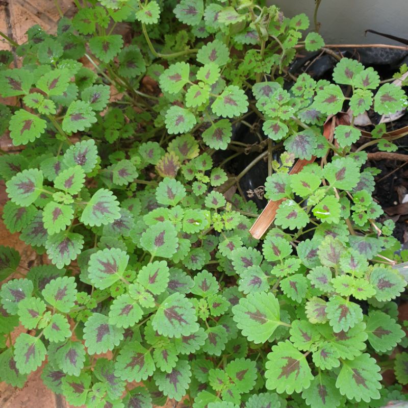 miana mini. tanaman hidup. tanaman hias