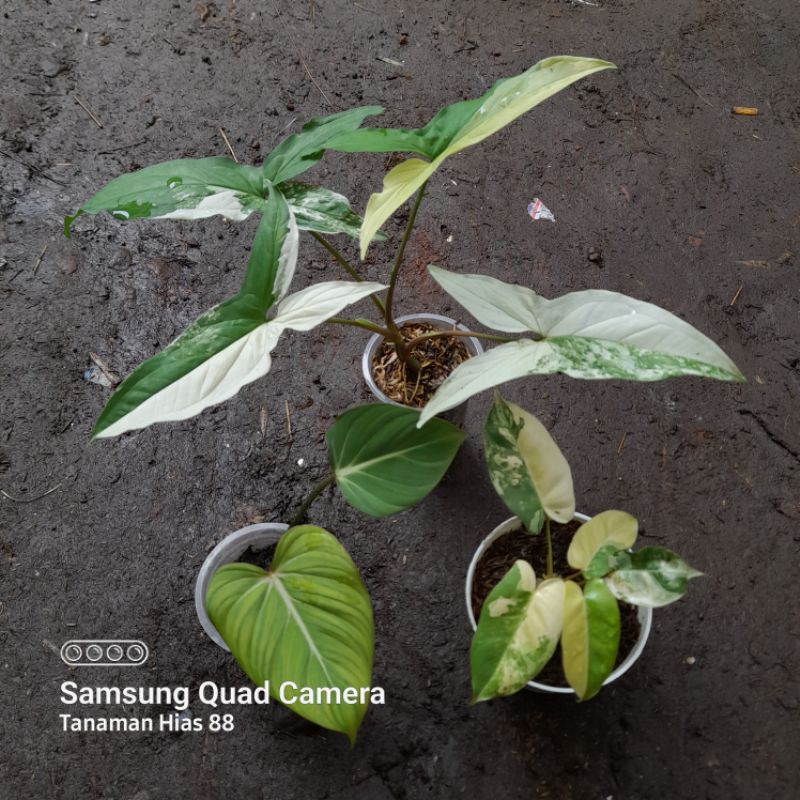tanaman hias paket hemat real picture philodendron gloriosum, philodendron burlemax varigata menor d