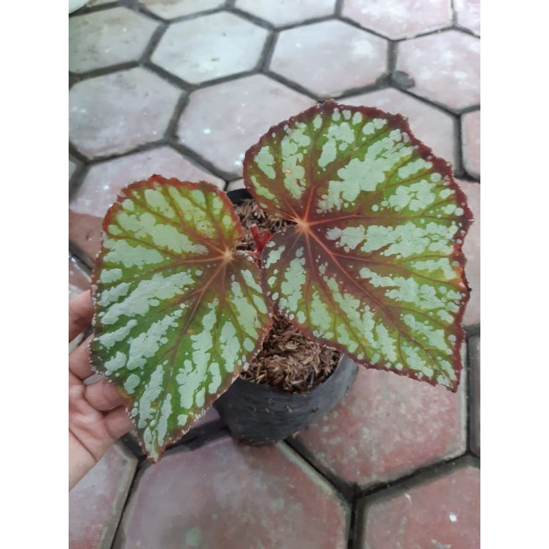 BEGONIA REX