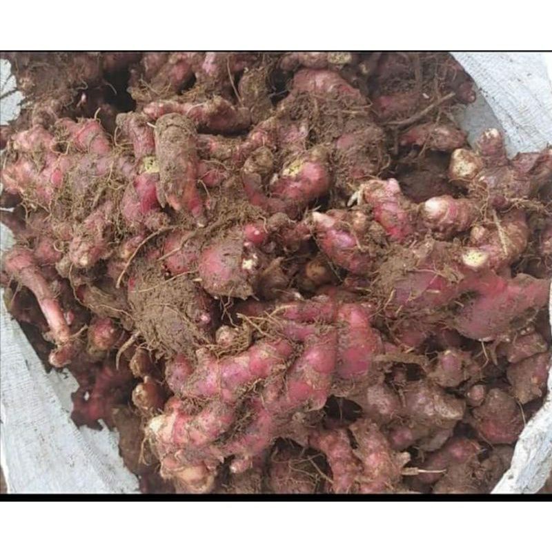 

jahe merah 1kg