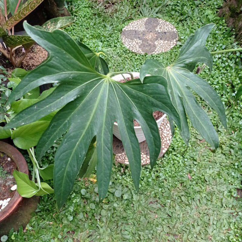 Anthurium Jari