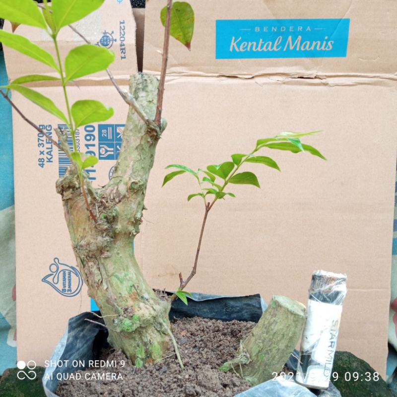 bahan bonsai pucuk merah