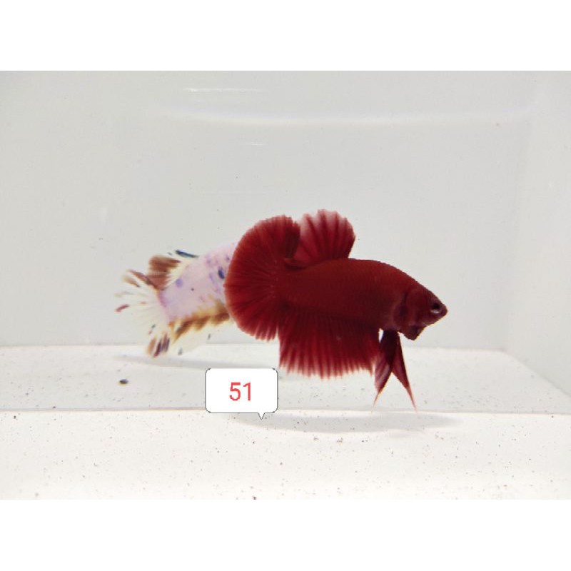 Ikan Cupang Super Red PK (Jantan)