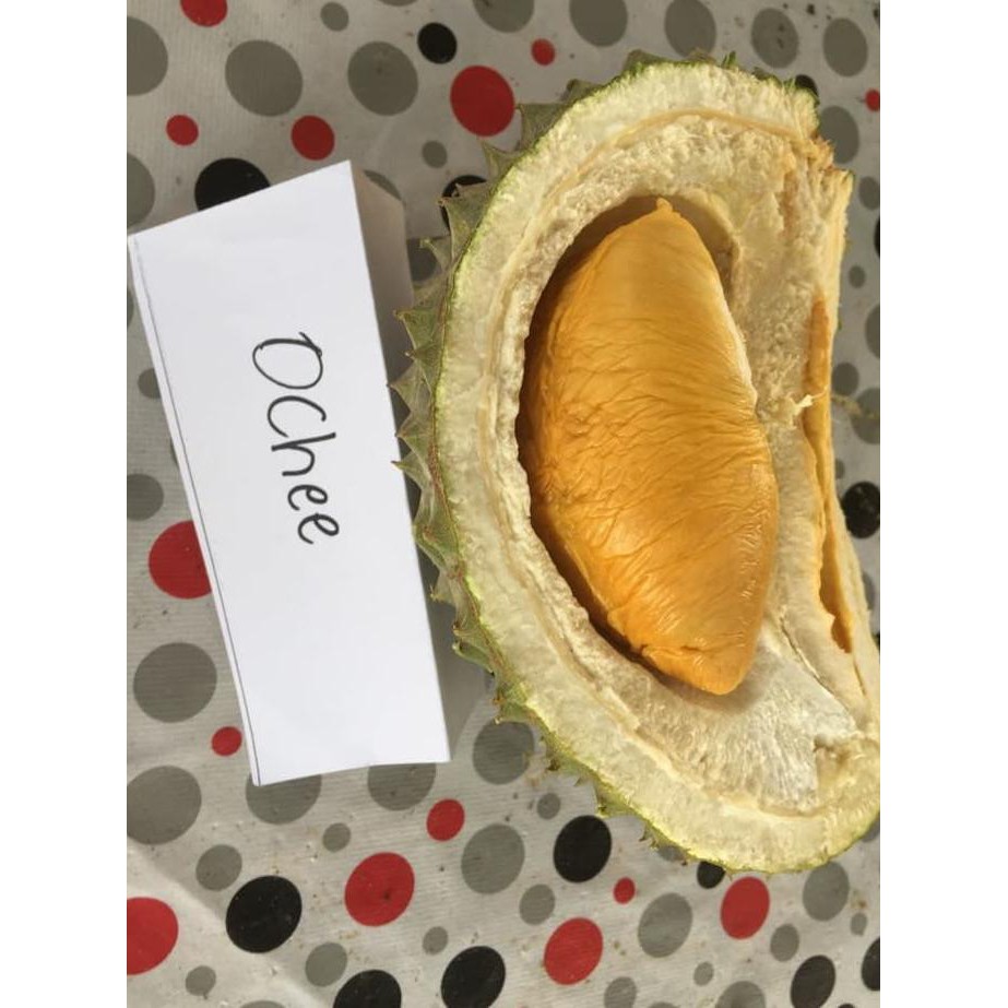 JUAL BIBIT DURIAN DURI HITAM (DONGKELAN/CABUTAN) SIAP TANAM UKURAN 2 T3N4R