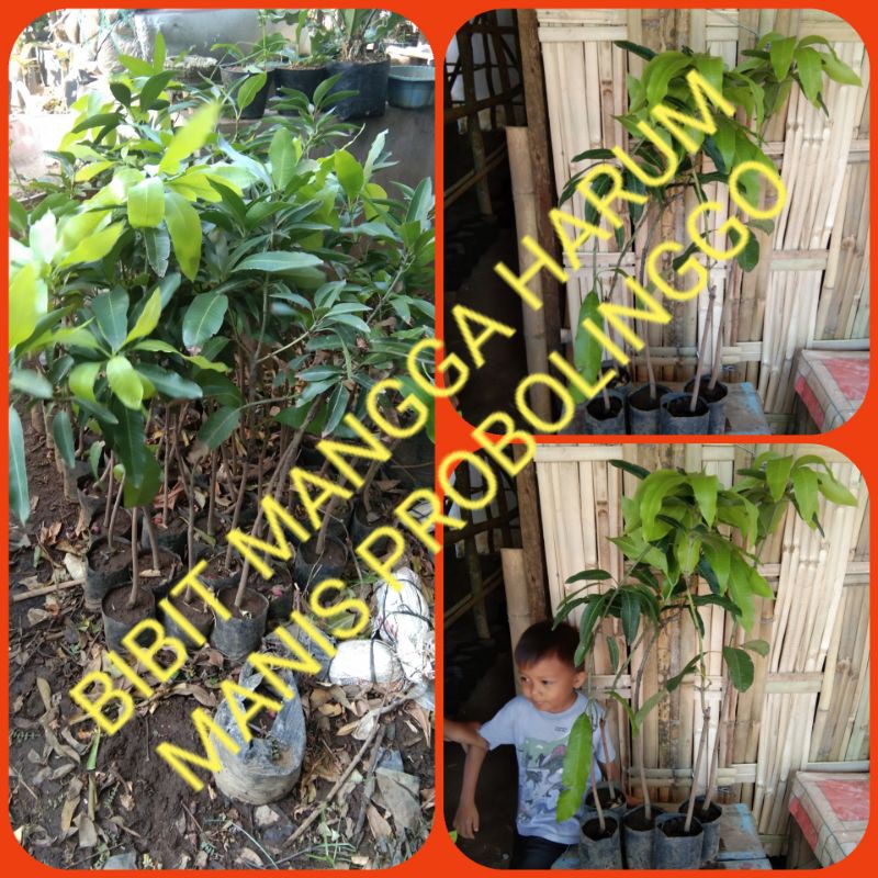 Bibit Mangga Harum Manis ASLI Probolinggo Jatim
