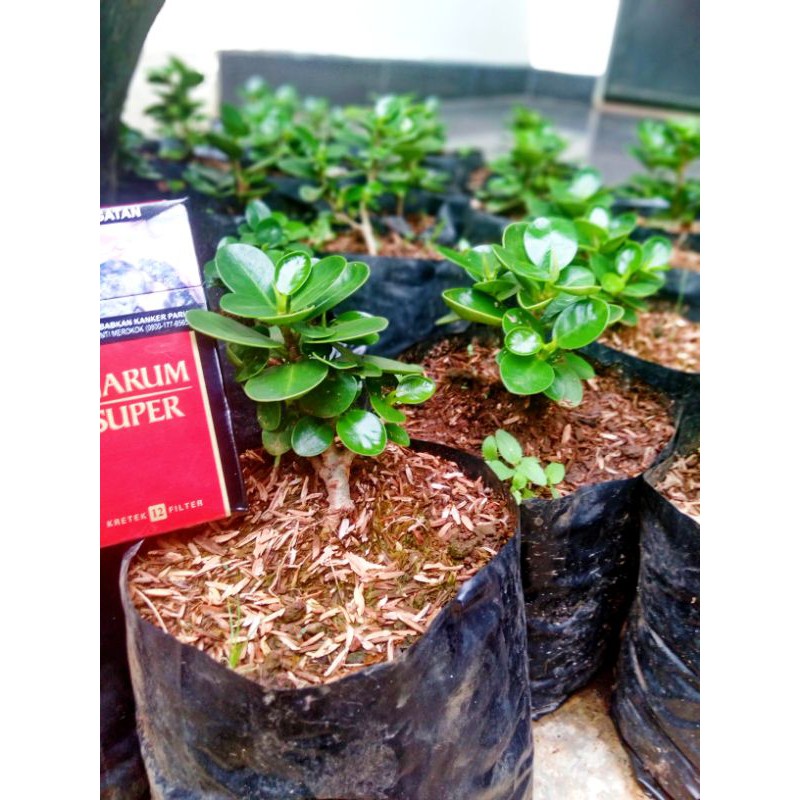 Bibit ficus dolar mangkok micro ori