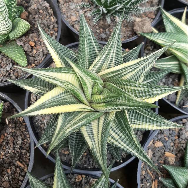 Haworthia limifolia variegata