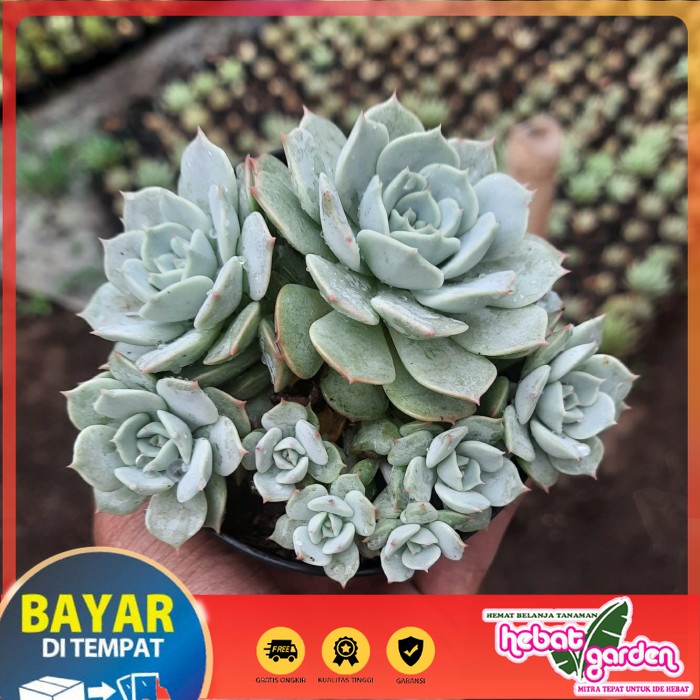 BELI DI SINI echeveria lola cluster - Hebat Store
