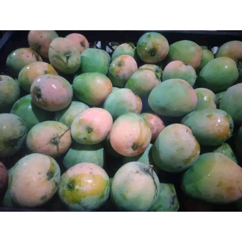 

mangga gedong gincu khas Indramayu baru metik