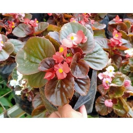 Tanaman begonia bali daun merah