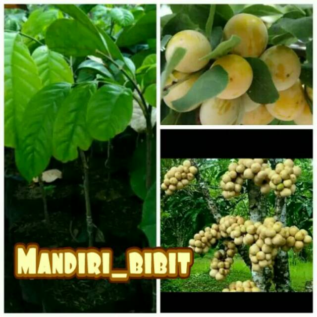 Bibit duku palembang