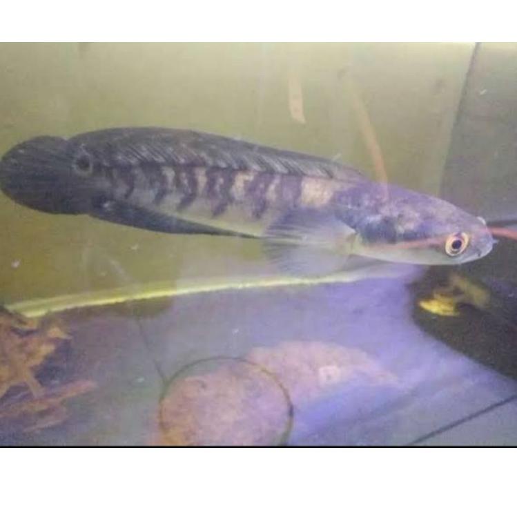 Terbagus.. Ikan channa Ys jumbo 19-20cm maru yellow sentarum (red eye ) chana ys ikan predator