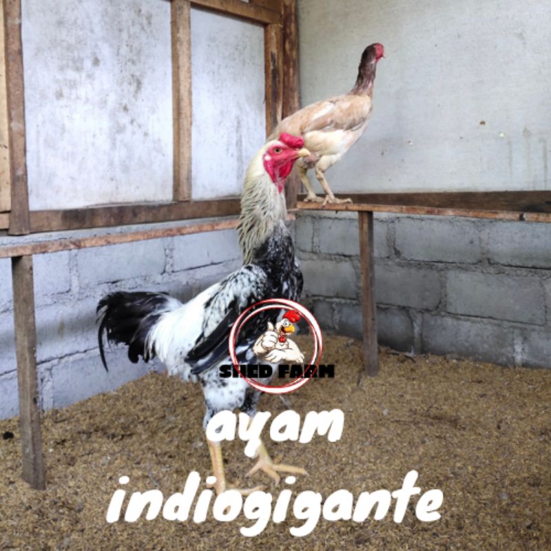 Telur Ayam Indio Gigante Telur Tetas