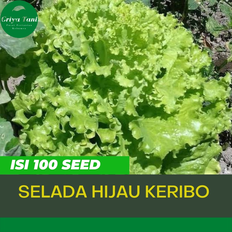 100 Benih Selada Hijau Lettuce Kribo Hidroponik - Bibit Selada unggul