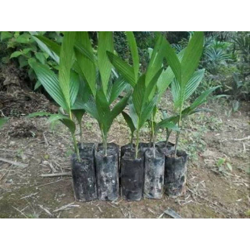 Bibit Pinang | Jambe Berhara | Pinang | Palem Thailand Unggulan | Bibit Pinang Thailand