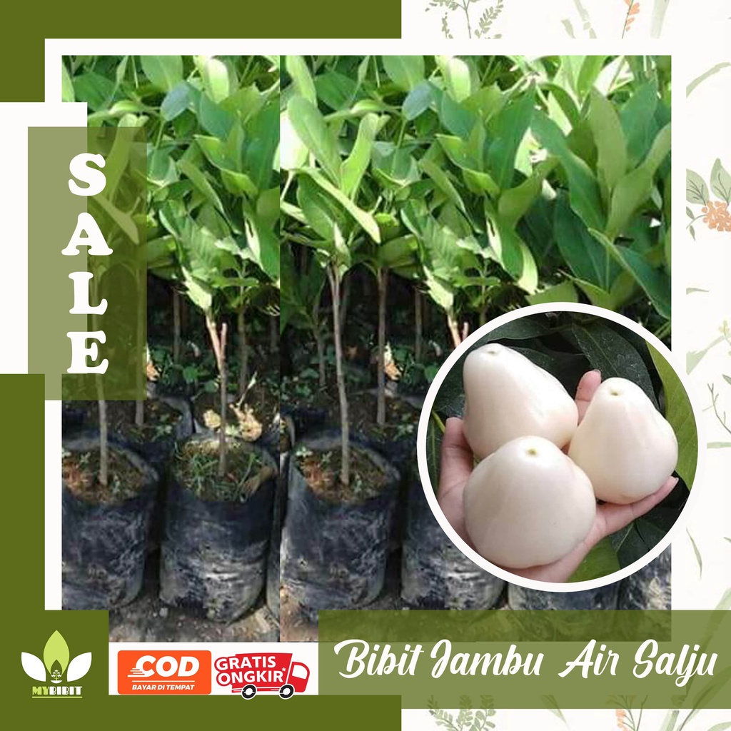 BIBIT JAMBU AIR SALJU PUTIH