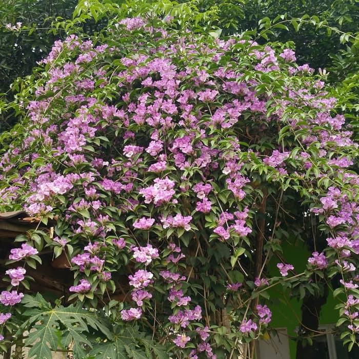 Tanaman rambat bunga stepanut ungu