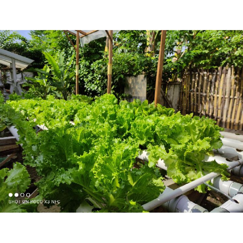 

Fresh Selada Hidroponik - Diet Sehat Dengan Sayuran Organik Bebas Pestisida