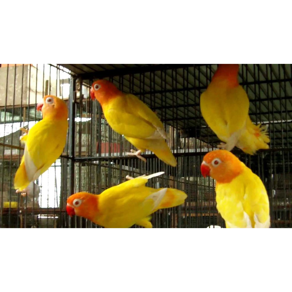 12++ Burung nuri hijau harga terbaru