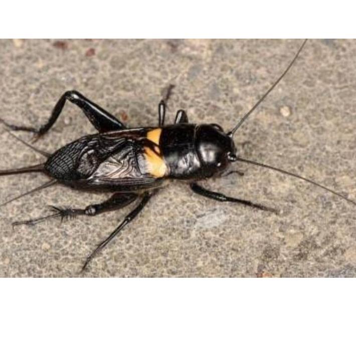 ↙ (COD) Jangkrik Aduan / Jangkrik liar/ jangkrik ngerik pengusir tikus ラ