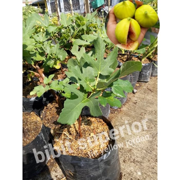 bibit buah tin kuning / tin yellow jordan