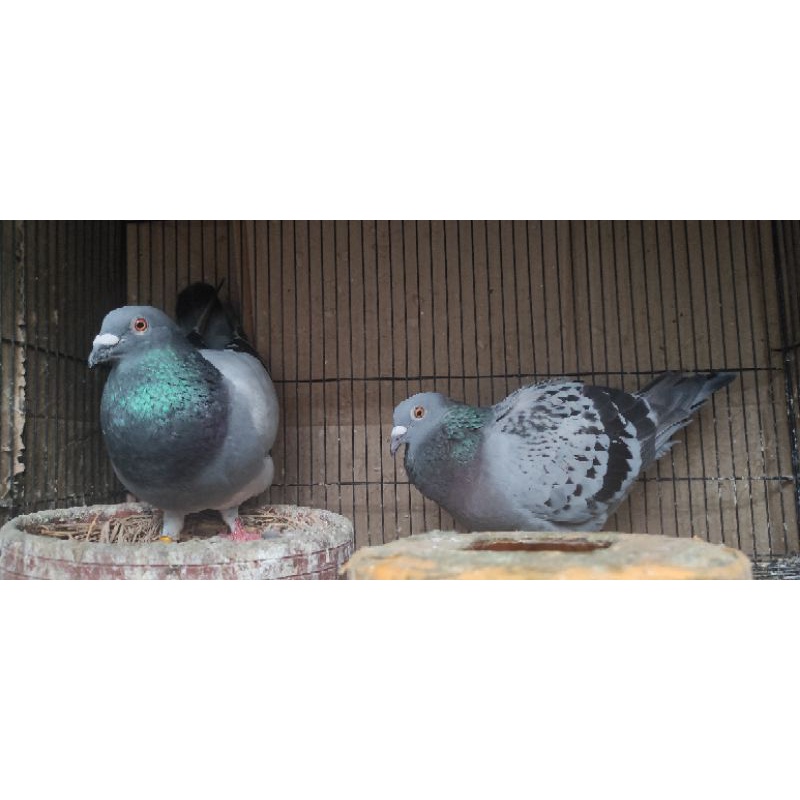 burung merpati pos import