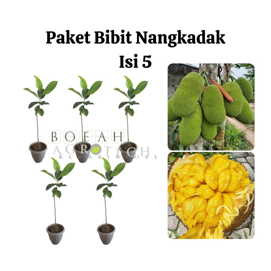 Paket Hemat Bibit Nangkadak Okulasi Isi 5 Bonus Strawberry+Polibag