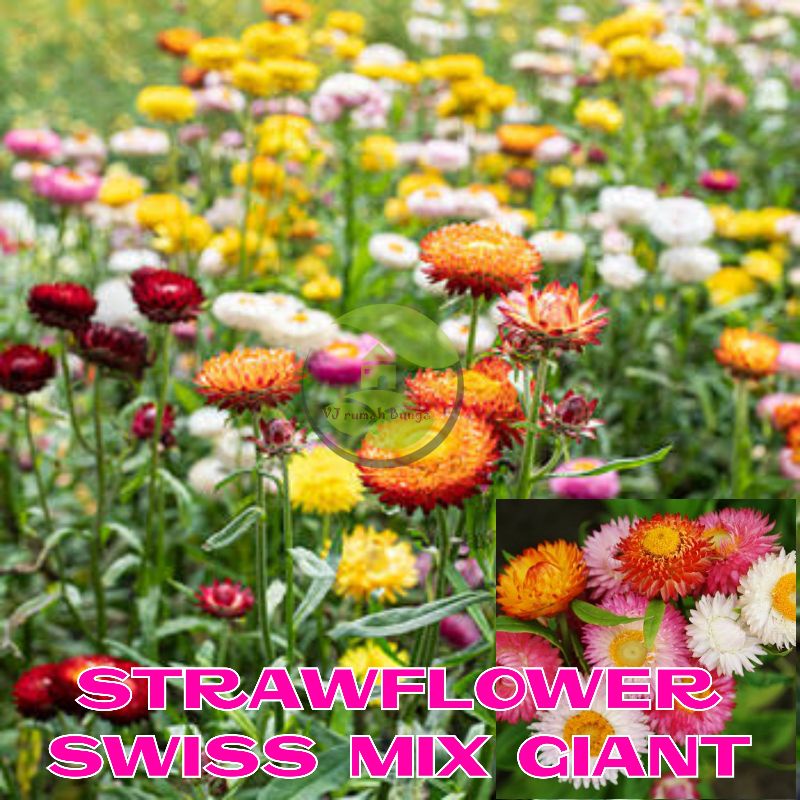 Benih Bibit Bunga Strawflower Swiss Giant Mix