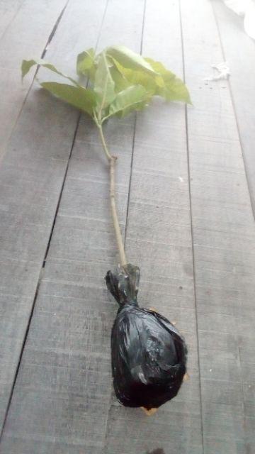 Bibit Buah Mangga Chokanan
