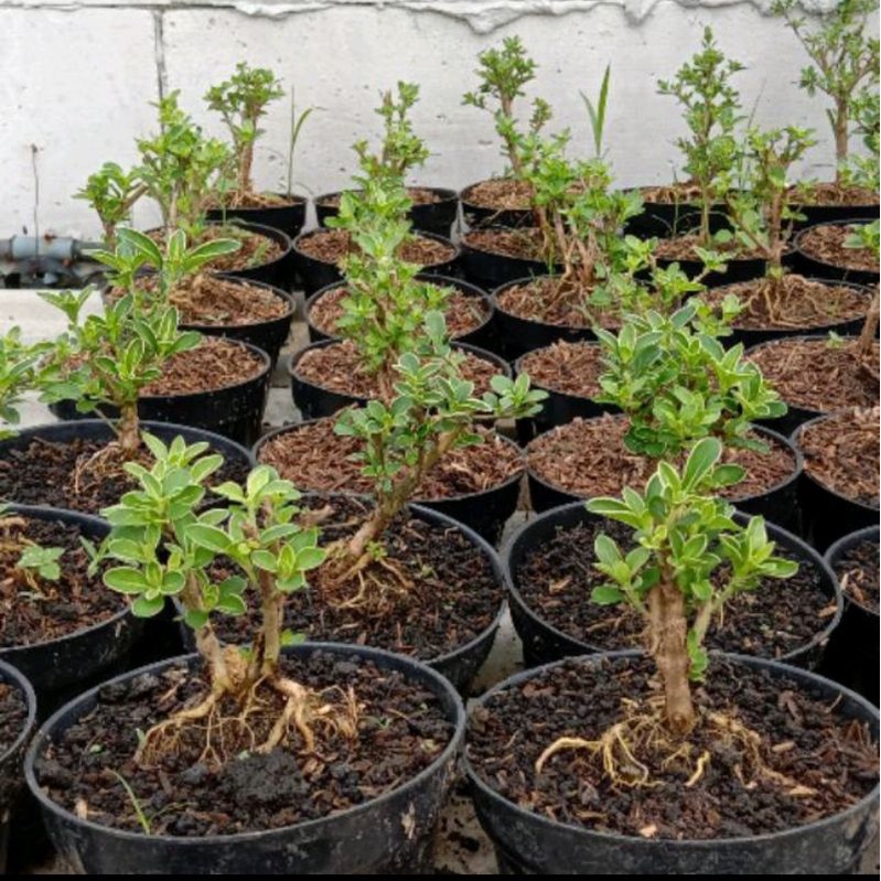 Bahan Bonsai mame mirten