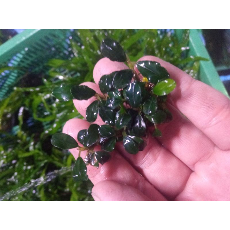 Bucephalandra Mini Coin Original Clump Tanaman aquascape aquarium