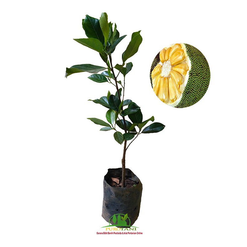 Bibit pohon stek Nangka Madu Mini