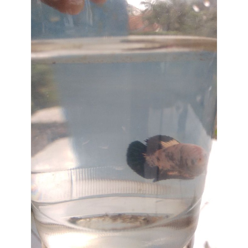 ikan cupang blue rim panda cewean