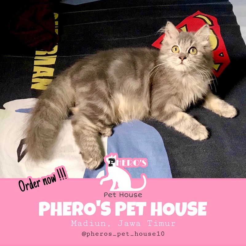 Kucing Persia Kitten #pherospethouse #pheros_pet_house PHEROS PET HOUSE