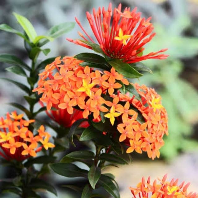 Tanaman bunga asoka singapore bunga orange - asoka singapur