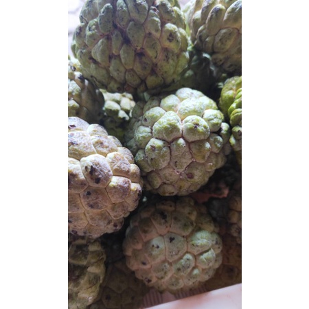

Srikaya fresh lokal manis
