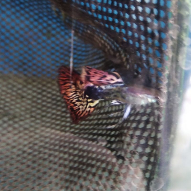 Ikan hias Guppy Ribbon jantan