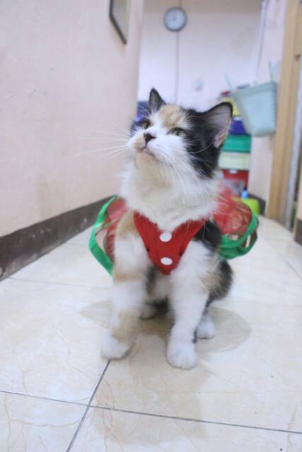 Dress tile untuk kucing dan anjing edisi natal 2019 / baju kucing murah size S-XL