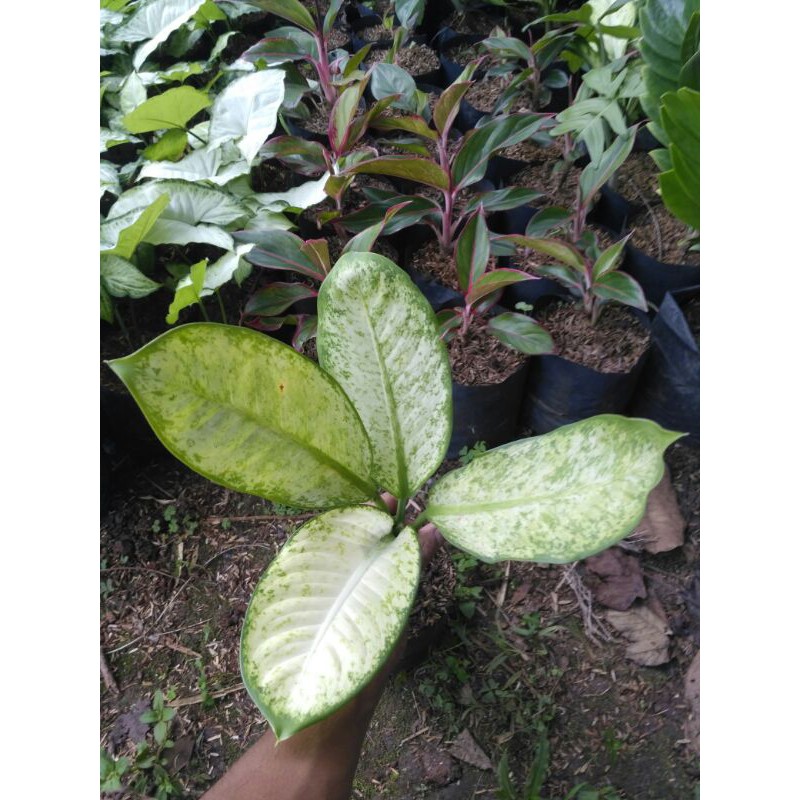 Tanaman hias difenbahia white / difenbacia putih