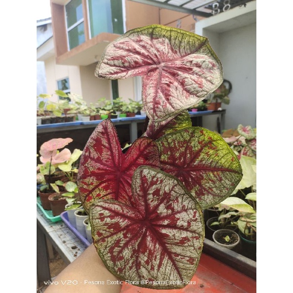 Caladium Tootsie/ keladi tootsie