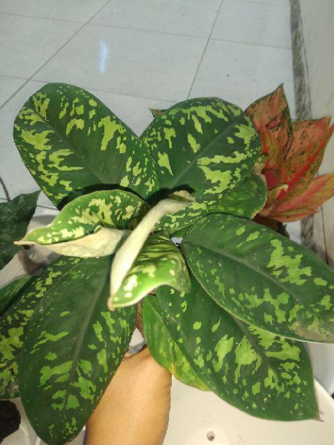 Homalomena Totol Putih