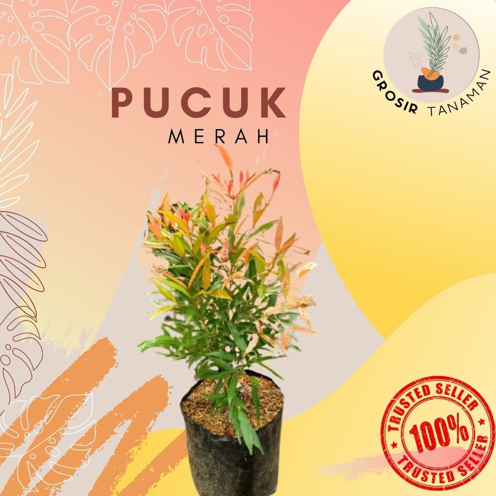 Tanaman Hias Daun Pucuk Merah - Pucuk Merah 20/50 Cm