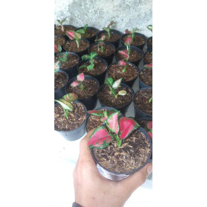 Promo Aglaonema black maroon