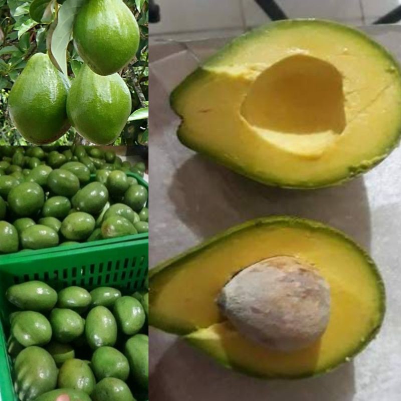 

ALPUKAT MENTEGA 1kg isi 3/4 buah alpuket alpokat