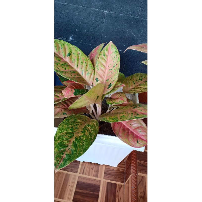 Aglaonema aglonema black big roy lulaiwan tanaman hias murah